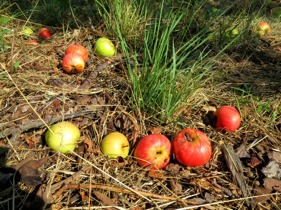 20130815Apfel_Hockenheim