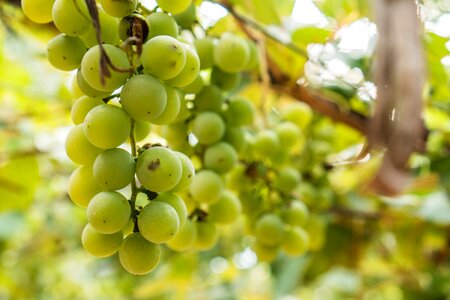 Grapes grapevine hanging