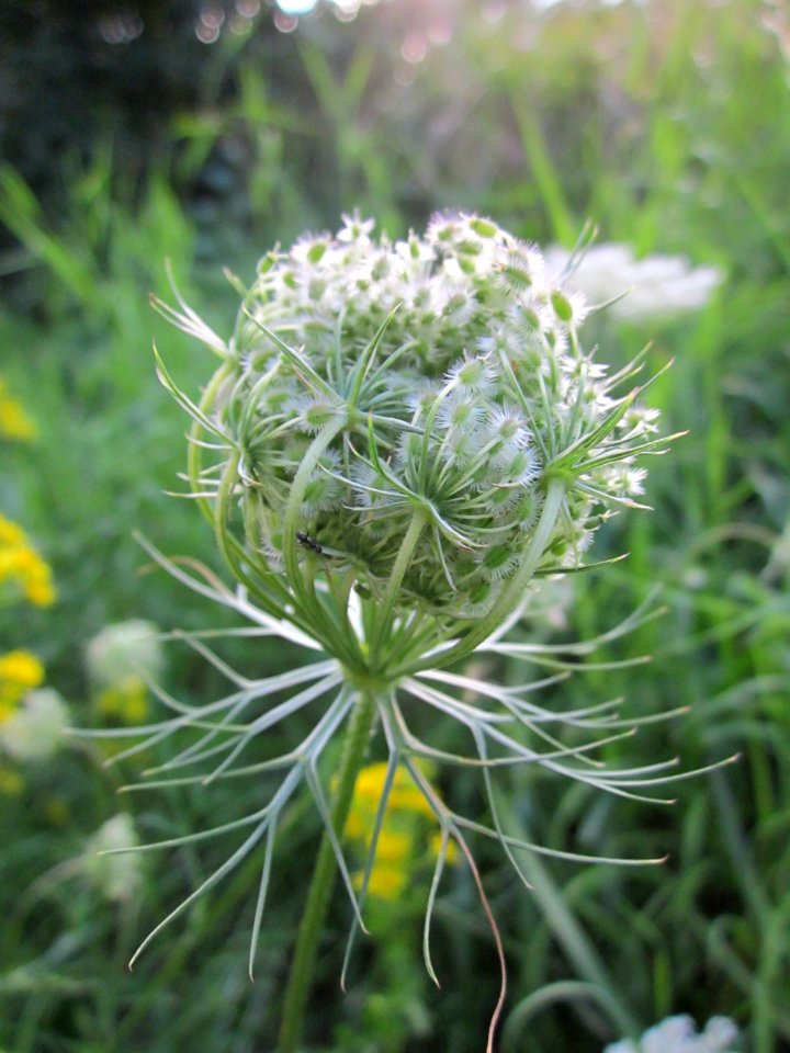 20130731Daucus_carota1