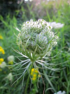 20130731Daucus_carota1