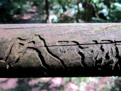 20130801Hochsitz_Schwetzinger_Hardt5