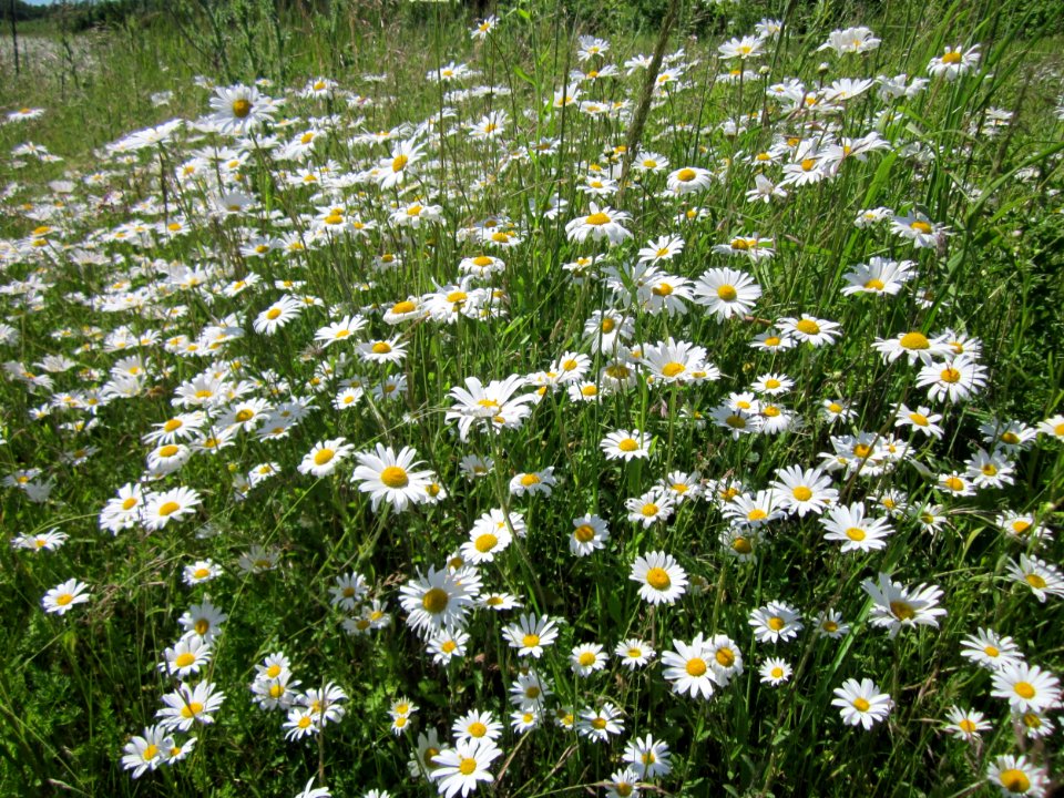 20130616Margerite_Horststuecker3