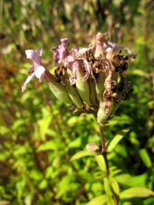 20130802Saponaria_officinalis