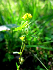 20130617Fadenklee_Schwetzinger_Hardt2