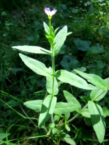 20130816Weidenroeschen