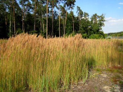 20130803Calamagrostis_epigejos2