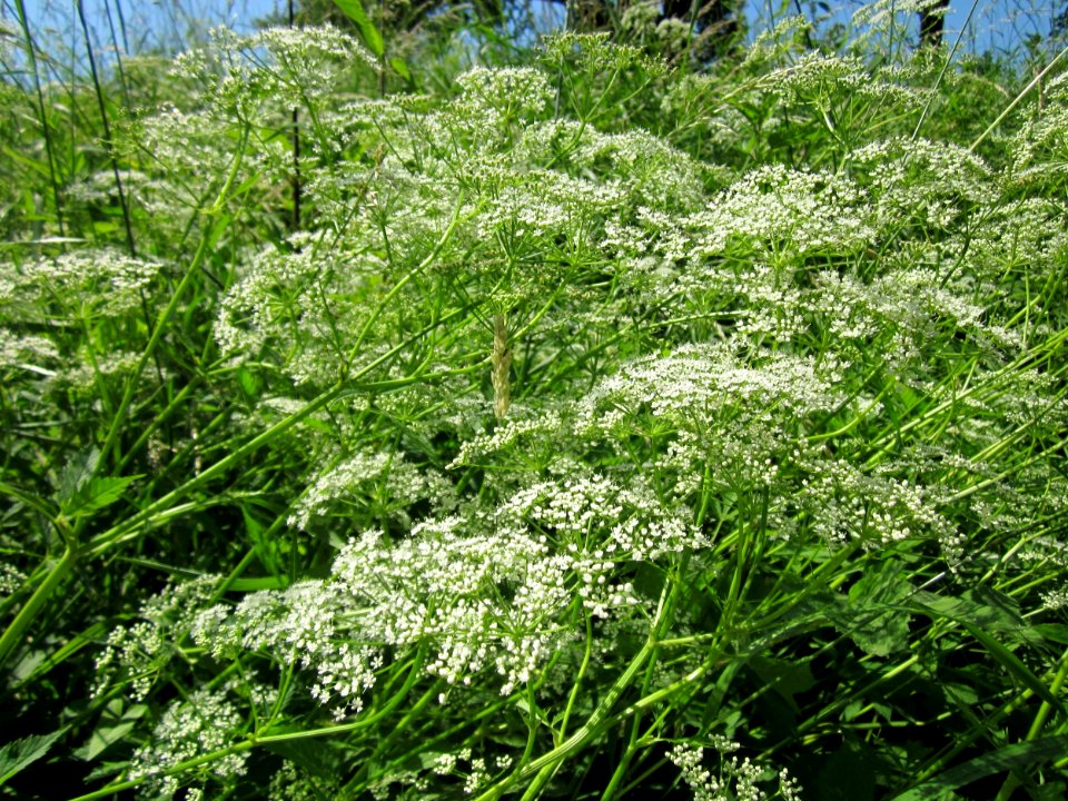 20130617Giersch_Schwetzinger_Hardt1