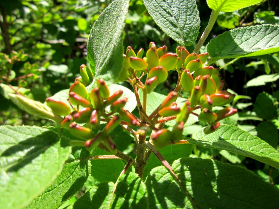 20130616Wolliger_Schneeball_Horststuecker1