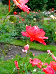 20130815_Rosarium_Diepenheim