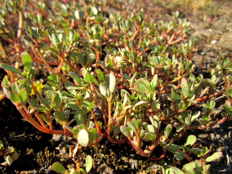 20130802Portulaca_oleracea1