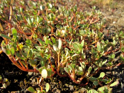 20130802Portulaca_oleracea1
