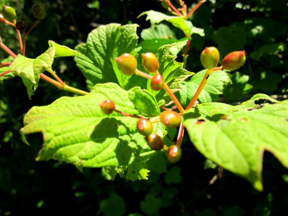 20130616Schneeball_Horststuecker