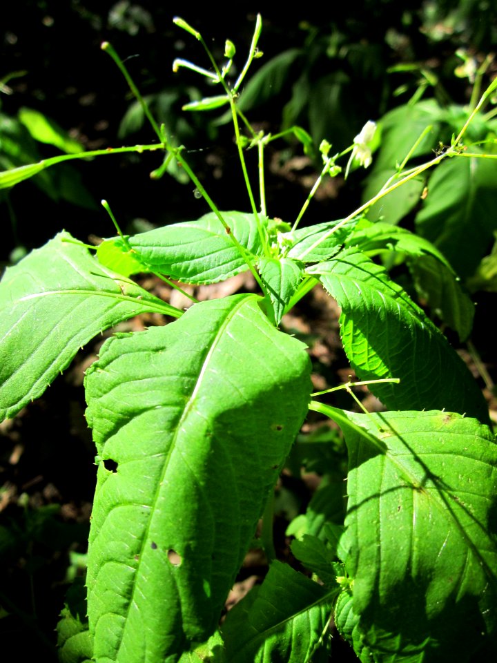 20130801Springkraut_Schwetzinger_Hardt4