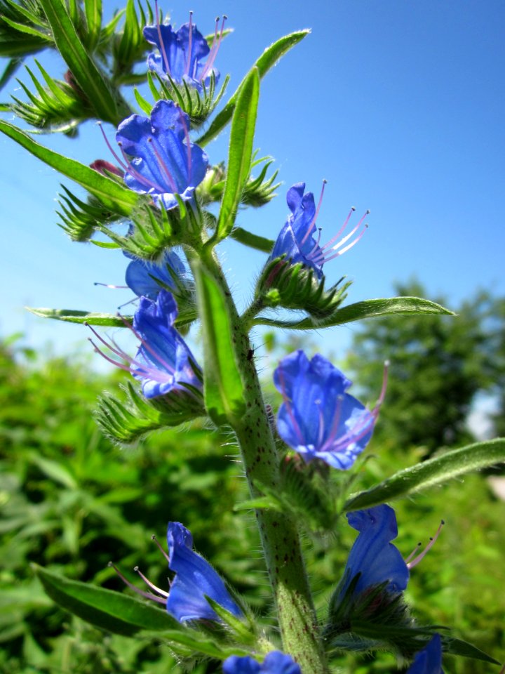 20130617Natternkopf_Schwetzinger_Hardt1