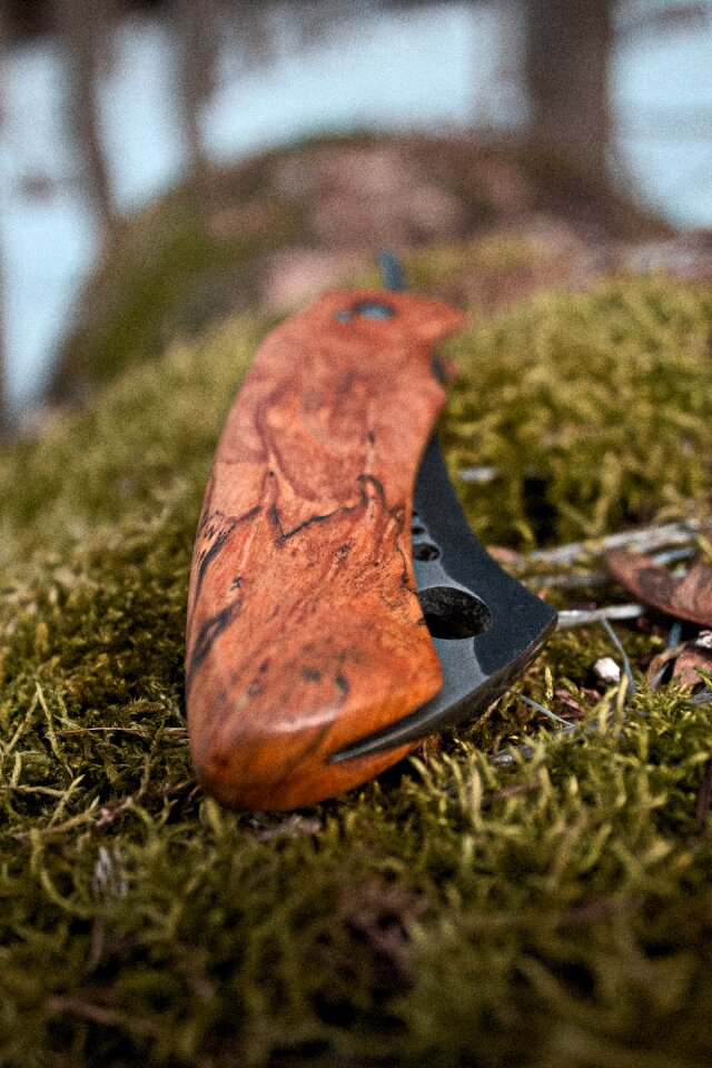 Winter moss nature