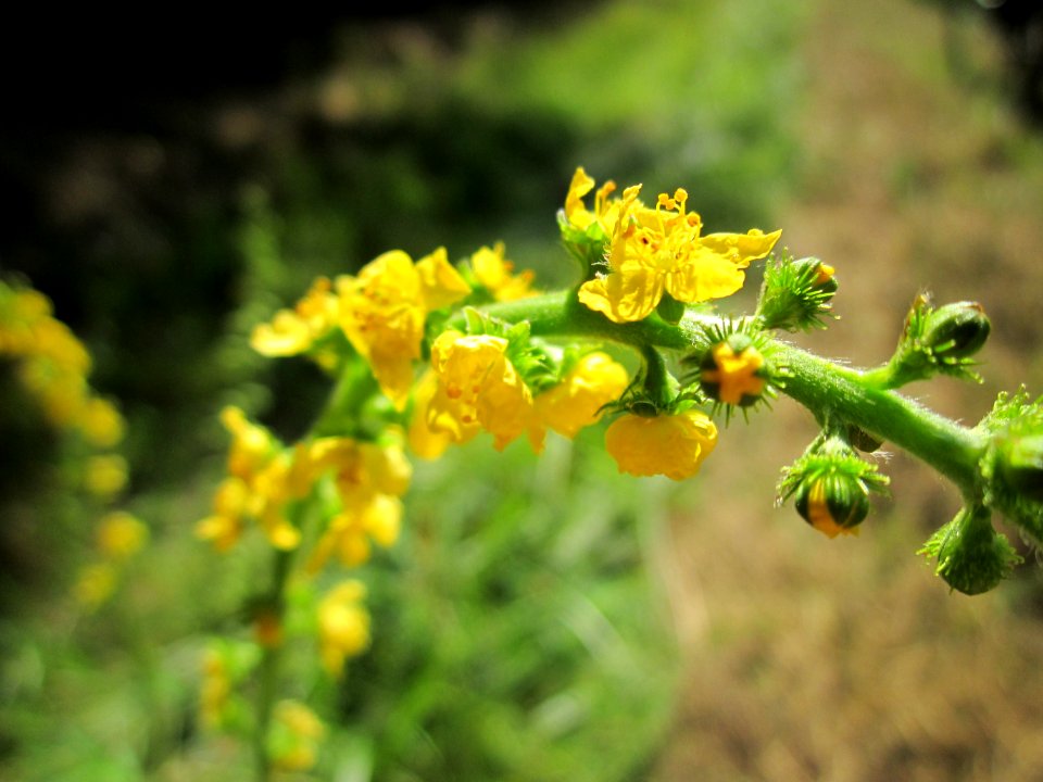 20130802Odermennig_Hockenheim1