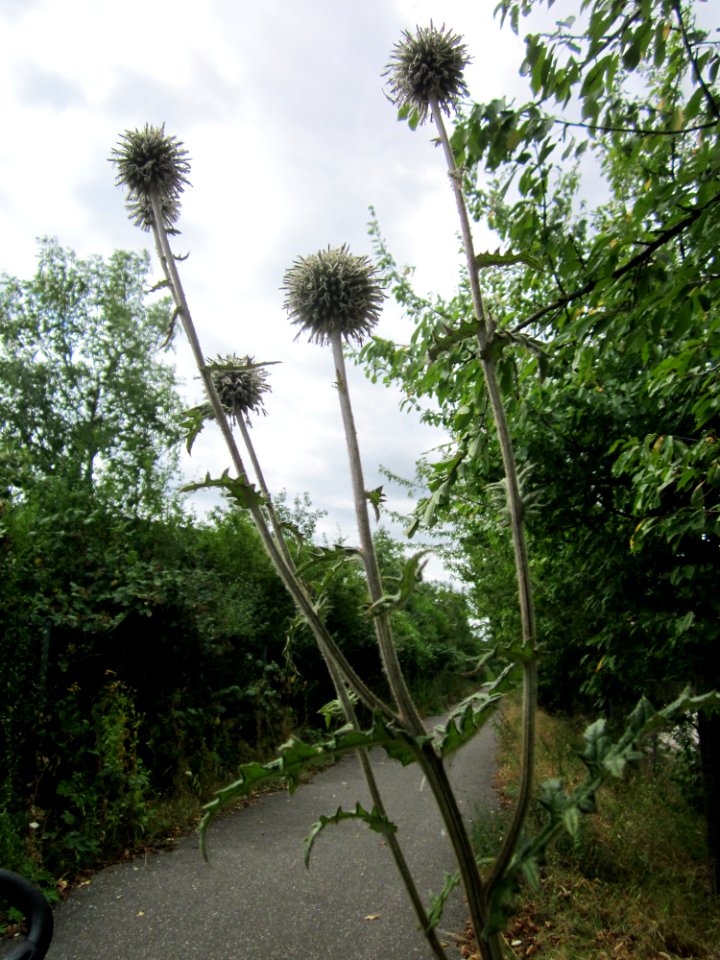 20130731Echinops_sphaerocephalus2