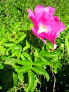 20130617Rose_Schwetzinger_Hardt1