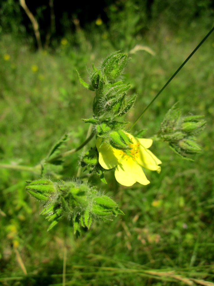 20130617Fingerkraut_Schwetzinger_Hardt3
