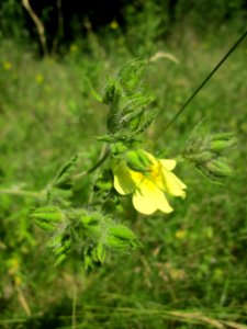 20130617Fingerkraut_Schwetzinger_Hardt3