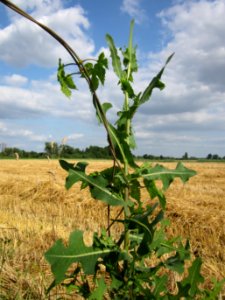 20130711Lactuca_serriola1