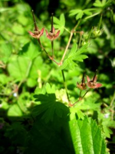 20130617Storchschnabel_Schwetzinger_Hardt3