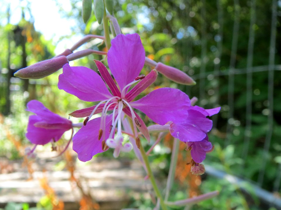 20130815Chamerion_angustifolium4