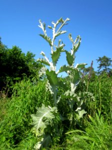 20130617Eselsdistel_Schwetzinger_Hardt2