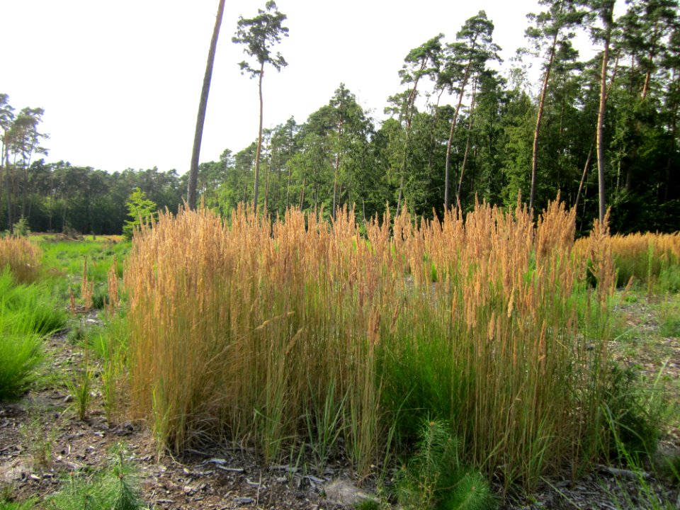 20130803Calamagrostis_epigejos1