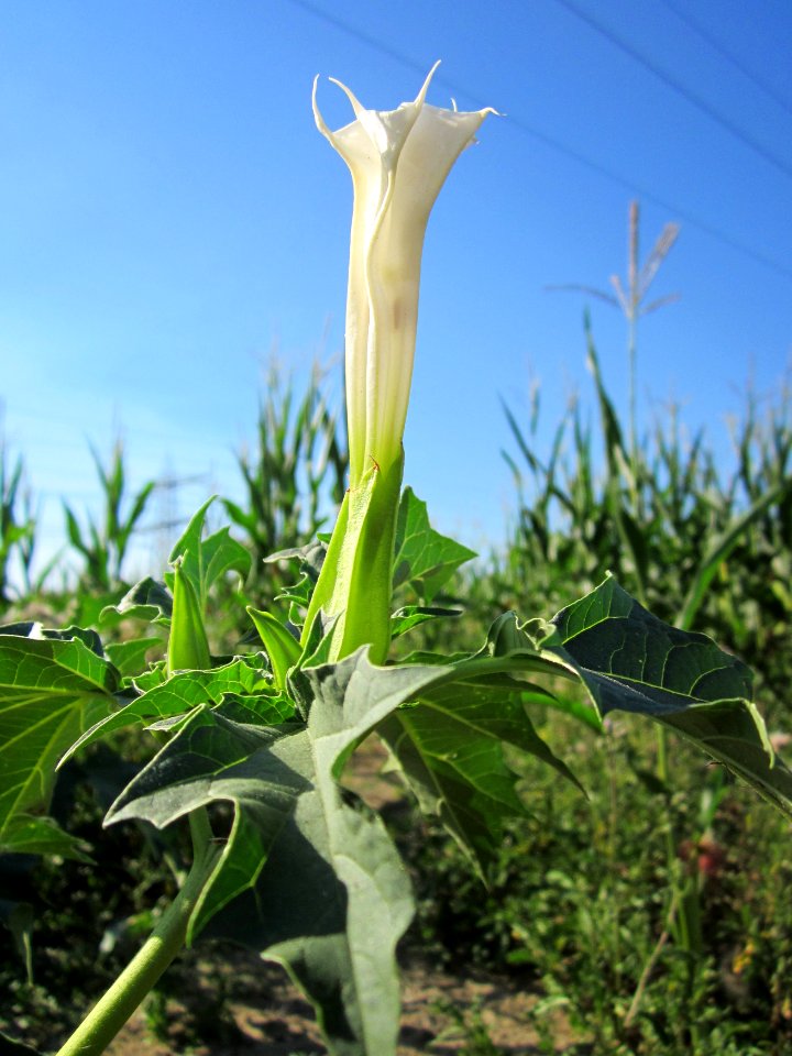 20130802Datura_stramonium