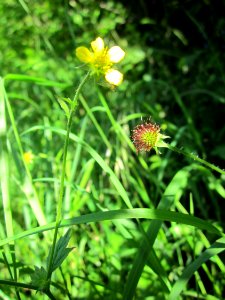 20130616Nelkenwurz_Horststuecker1