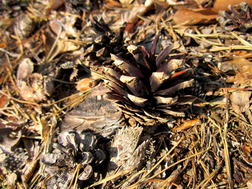 20130803Pinus_sylvestris2