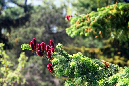 Cone nature forest