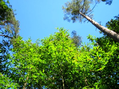 20130801Kastanie_Schwetzinger_Hardt3
