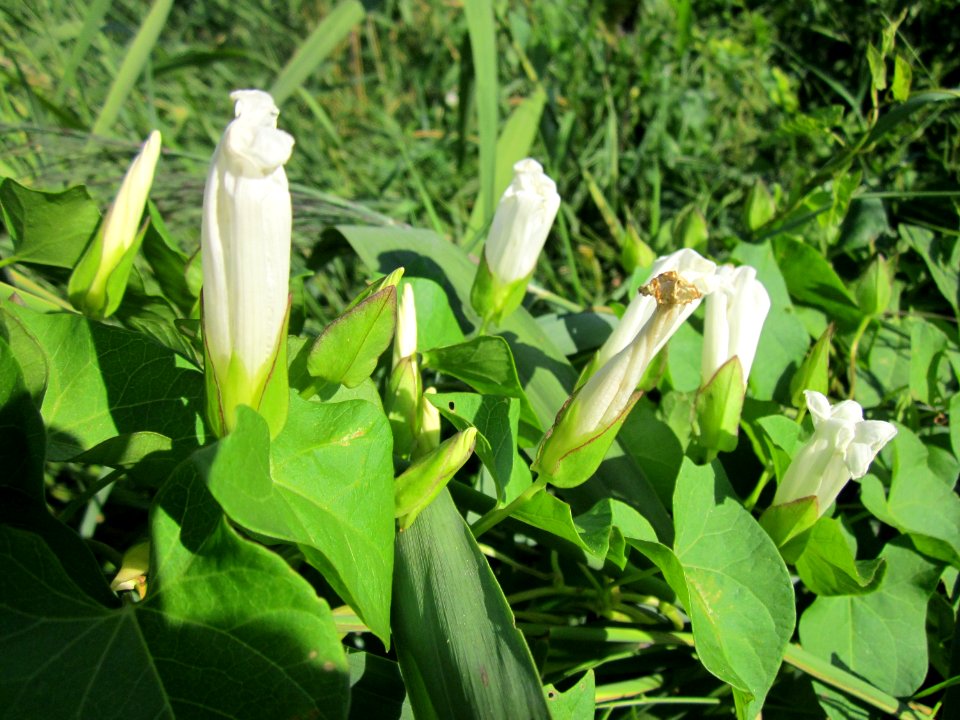 20130802Calystegia_sepium2