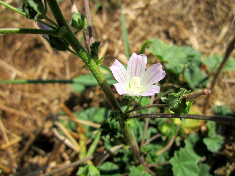 20130802Malva_neglecta