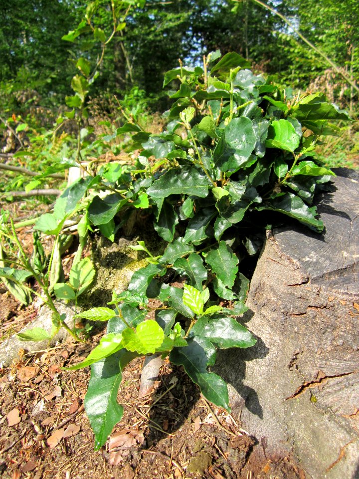 20130803Fagus_sylvativa02