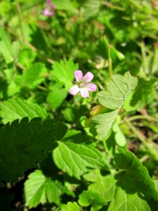 20130617Storchschnabel_Schwetzinger_Hardt2