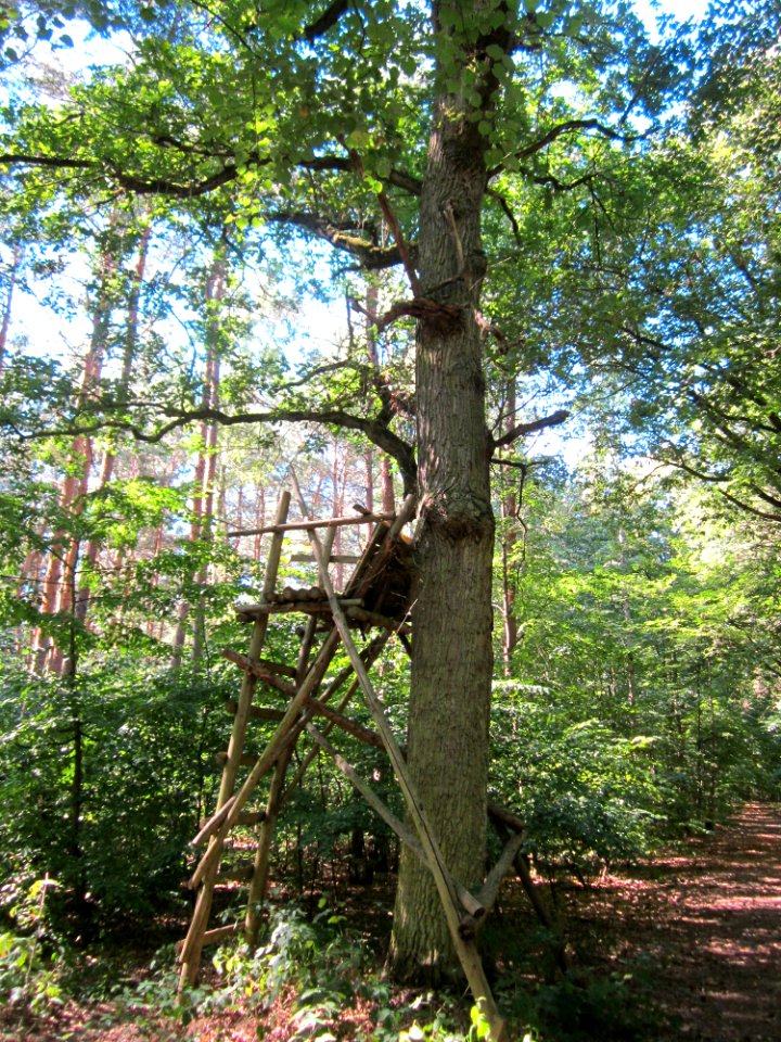 20130801Hochsitz_Schwetzinger_Hardt3