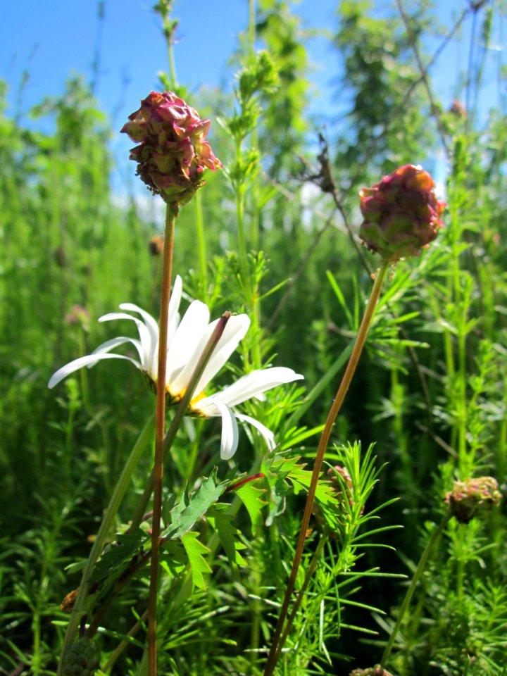 20130616Wiesenknopf_Horststuecker2