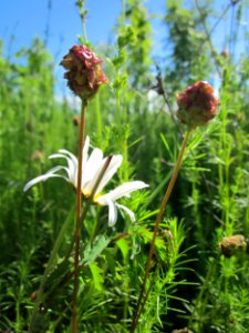 20130616Wiesenknopf_Horststuecker2