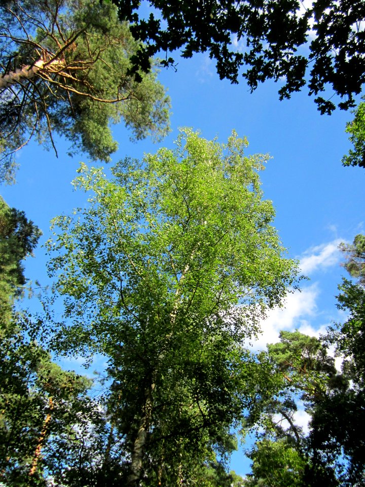 20130731Speyrer_Wald35