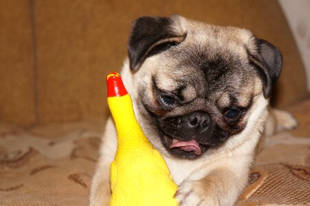 Myfirstpugdotcom pug tail thepug