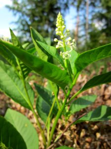 20130803Phytolacca_americana3