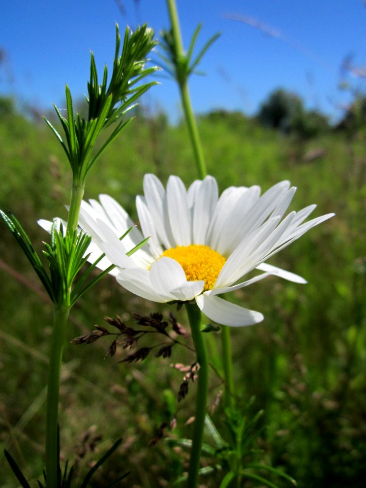 20130616Leucanthemum_vulgare4