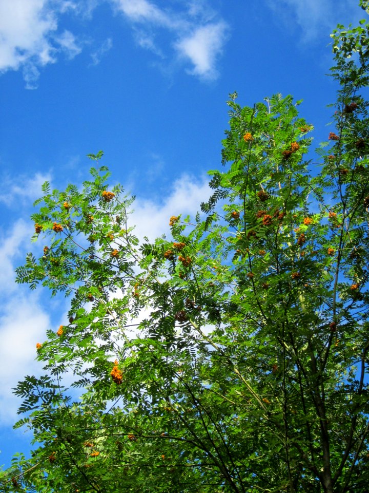 20130731Speyrer_Wald42