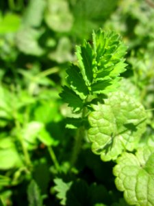 20130617Sanguisorba_minor