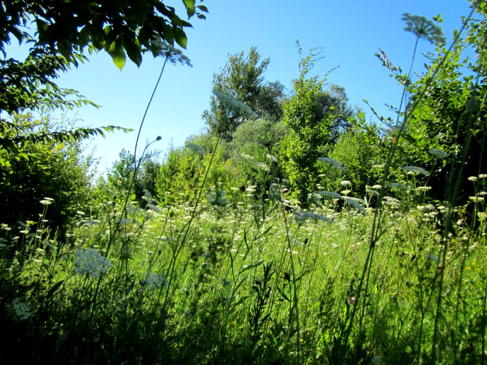 20130802Daucus_carota3