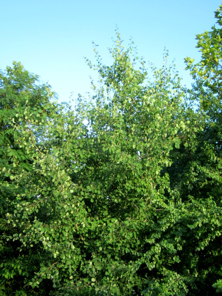 20130731Zitterpappel
