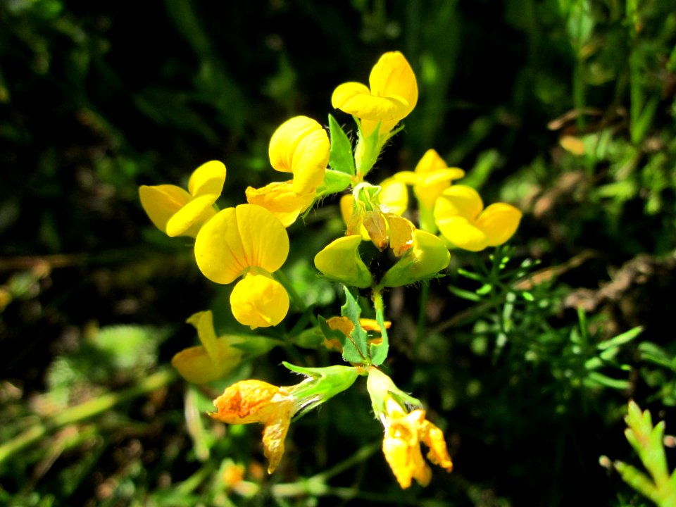 20130802Lotus_corniculatus